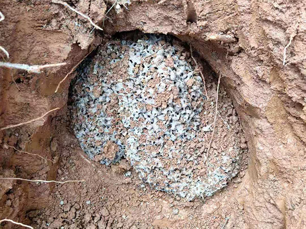 水庫堤壩白蟻防治